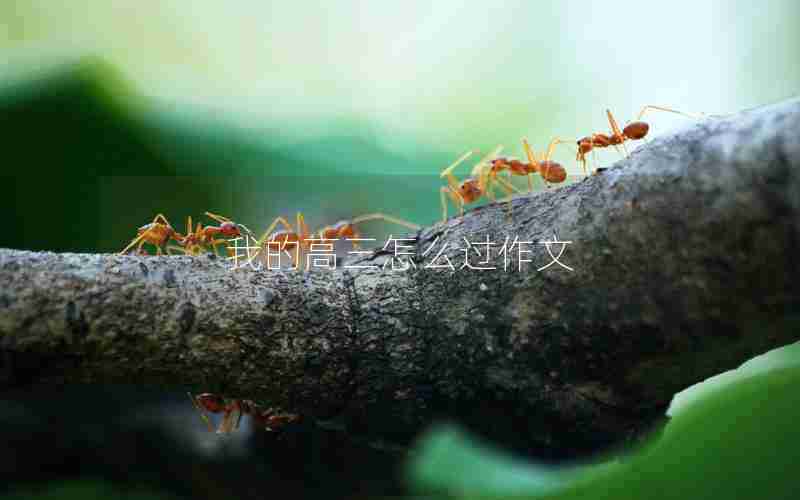 我的高三怎么过作文