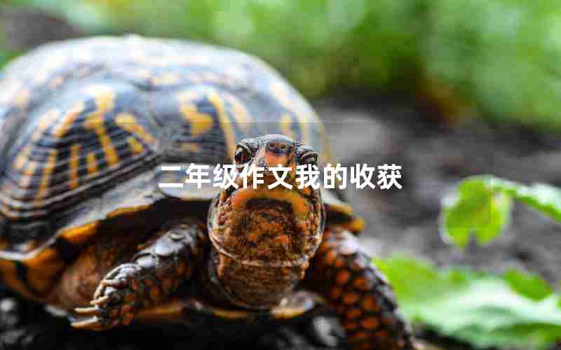 二年级作文我的收获