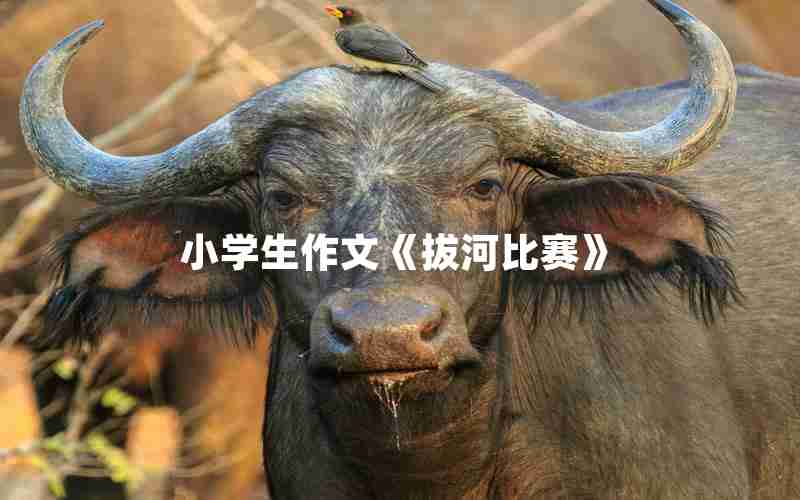 小学生作文《拔河比赛》