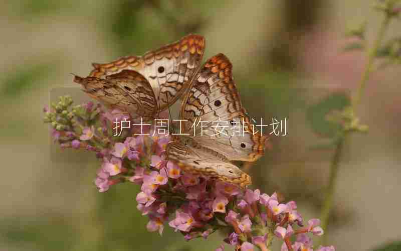 护士周工作安排计划