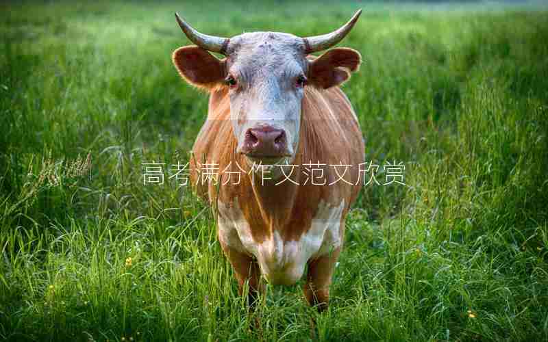 高考满分作文范文欣赏