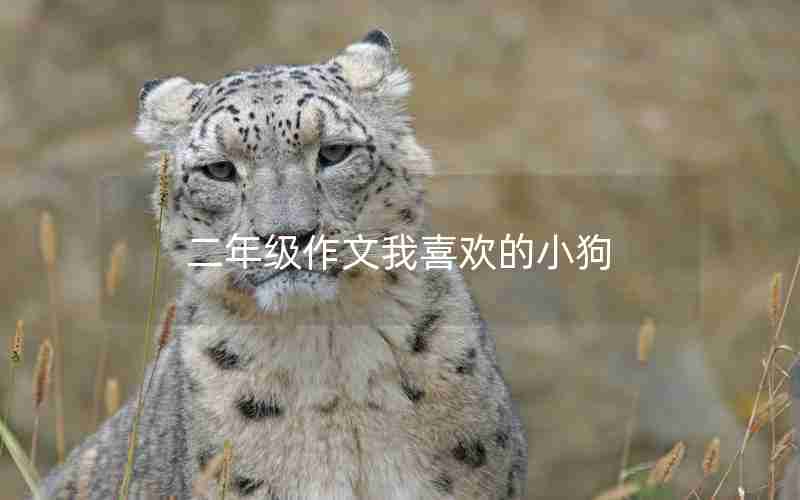 二年级作文我喜欢的小狗