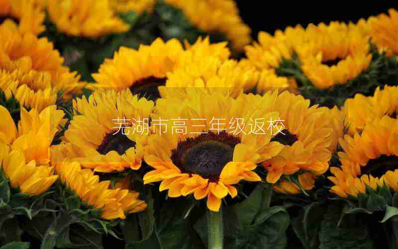 芜湖市高三年级返校,芜湖市高三年级返校时间安排