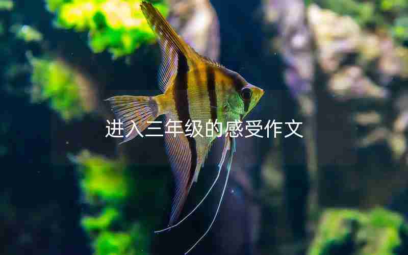 进入三年级的感受作文