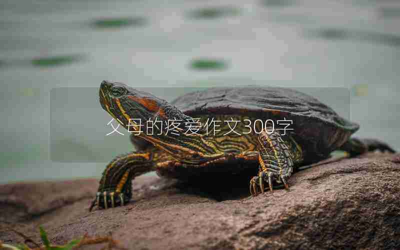 父母的疼爱作文300字