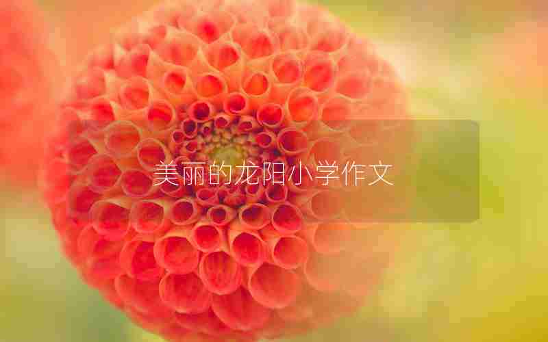 美丽的龙阳小学作文