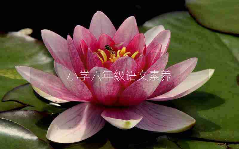 小学六年级语文素养