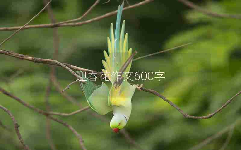 迎春花作文600字