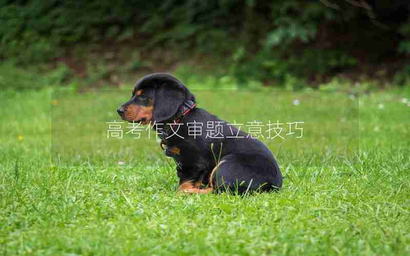 高考作文审题立意技巧