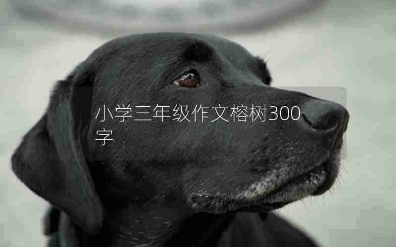 小学三年级作文榕树300字