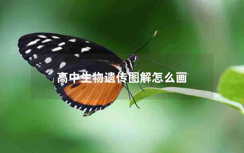 高中生物遗传图解怎么画
