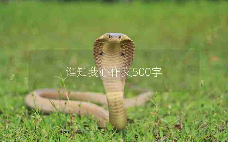 谁知我心作文500字