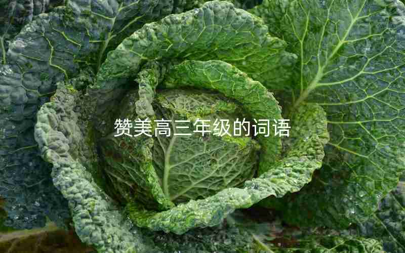 赞美高三年级的词语