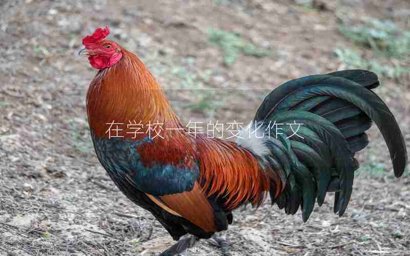 在学校一年的变化作文